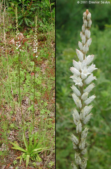 Aletris farinosa L.