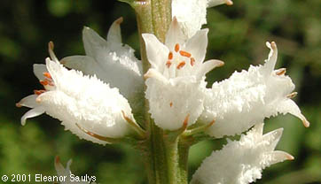 Aletris farinosa L.