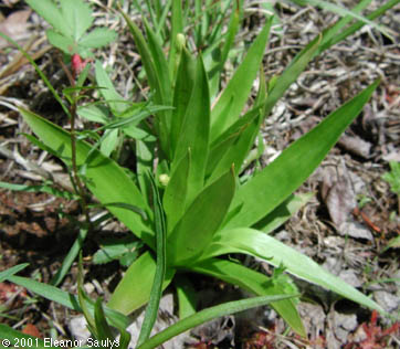 Aletris farinosa L.