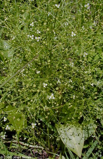 Alisma