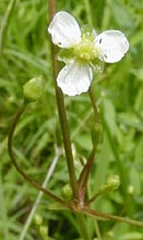 Alisma