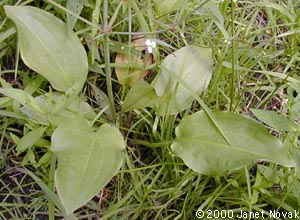 Alisma