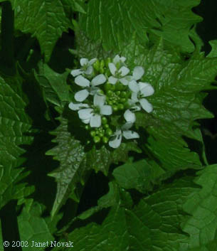 Alliaria petiolata (Bieb.) Cavara & Grande