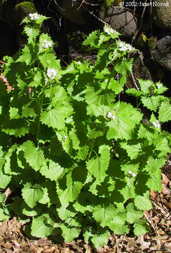 Alliaria petiolata (Bieb.) Cavara & Grande