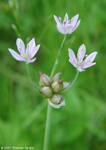 Allium canadense L.