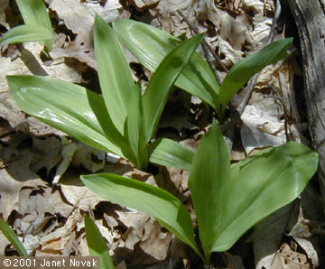 Allium tricoccum Ait.