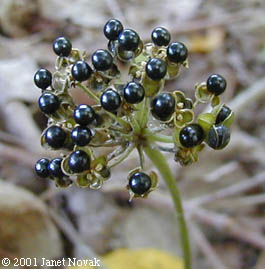 Allium tricoccum Ait.