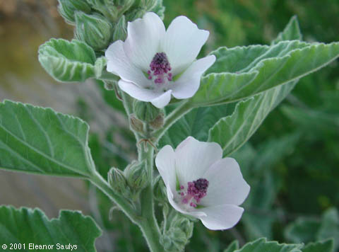 Althaea officinalis L.