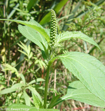 Ambrosia trifida L.