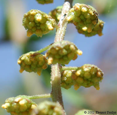 Ambrosia trifida L.