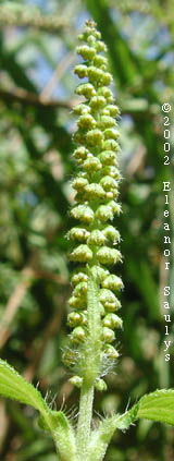 Ambrosia trifida L.