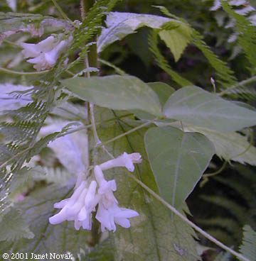 Amphicarpaea bracteata (L.) Fern.