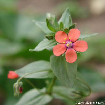 Anagallis arvensis L.