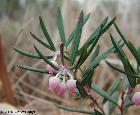 Andromeda polifolia L.