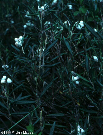 Andromeda polifolia L.