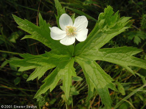 Anemone canadensis L.