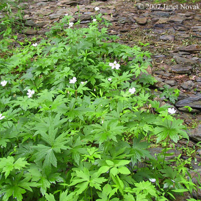 Anemone canadensis L.