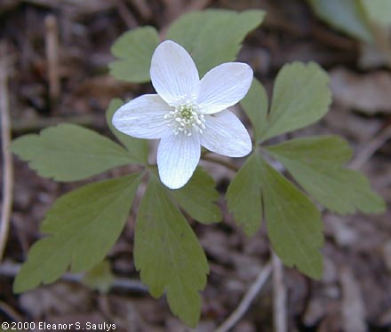 Anemone quinquefolia L.