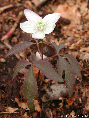 Anemone quinquefolia L.