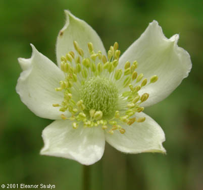 Anemone virginiana L.