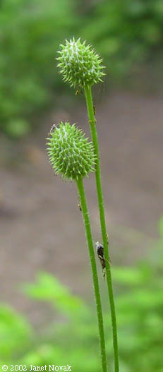 Anemone virginiana L.