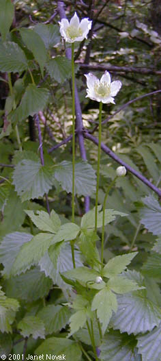 Anemone virginiana L.