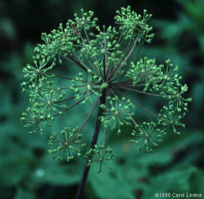 Angelica atropurpurea L.