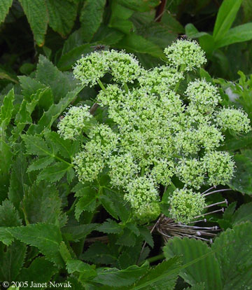 Angelica lucida L.