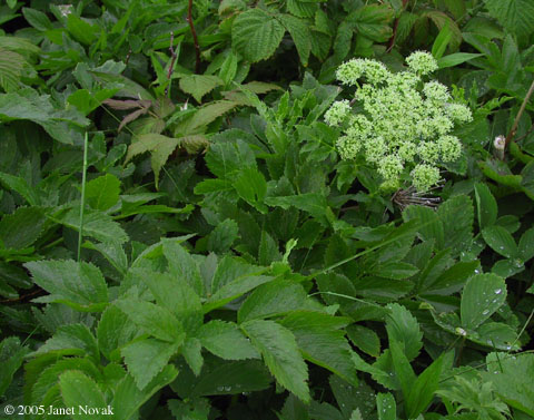 Angelica lucida L.