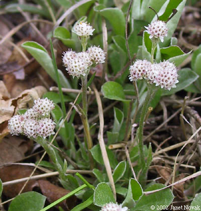 Antennaria plantaginifolia (L.) Richards.