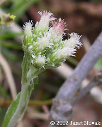 Antennaria plantaginifolia (L.) Richards.