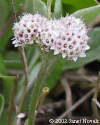 Antennaria plantaginifolia (L.) Richards.