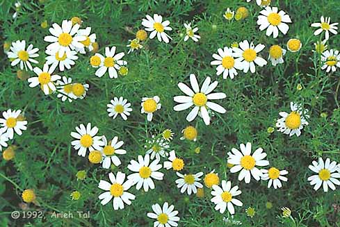 Anthemis cotula L.