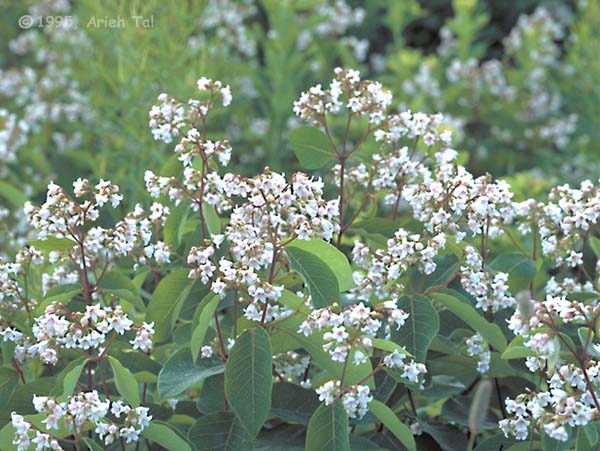 Apocynum androsaemifolium L.