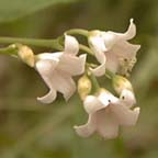 Apocynum androsaemifolium L.