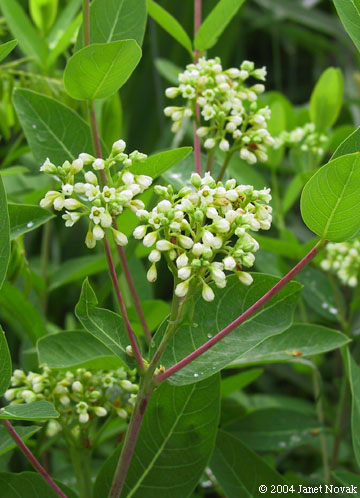 Apocynum cannabinum L.