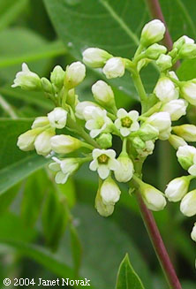 Apocynum cannabinum L.