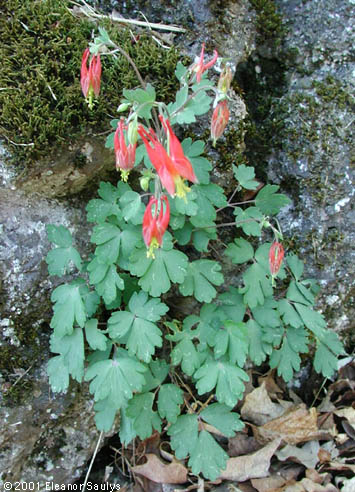 Aquilegia canadensis L.