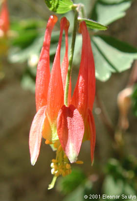 Aquilegia canadensis L.