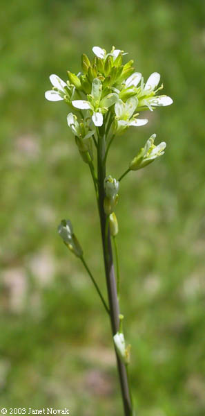 Arabis glabra (L.) Bernh.