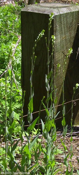 Arabis glabra (L.) Bernh.