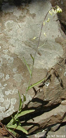 Arabis laevigata (Muhl. ex Willd.) Poir.