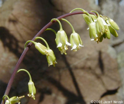 Arabis laevigata (Muhl. ex Willd.) Poir.