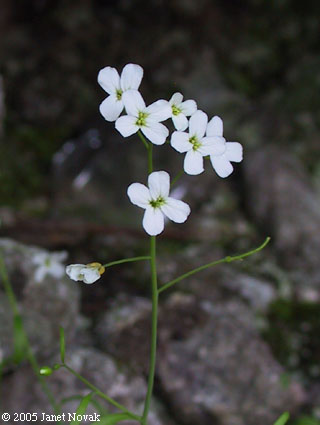 Arabis lyrata L.