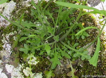 Arabis lyrata L.