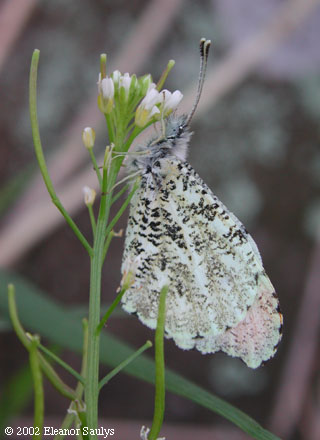 Arabis lyrata L.