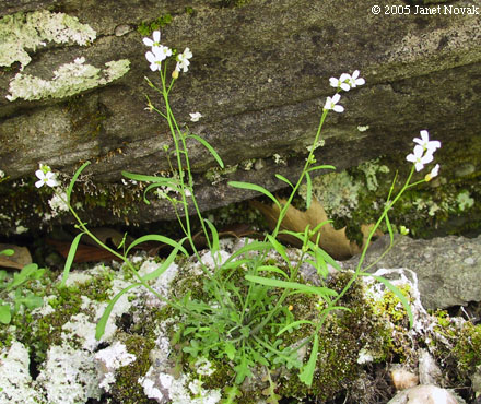 Arabis lyrata L.