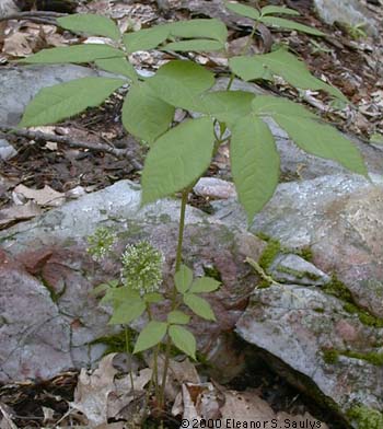 Aralia nudicaulis L.