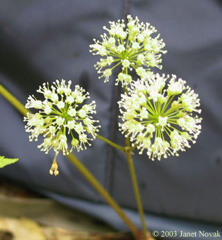 Aralia nudicaulis L.