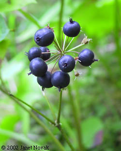 Aralia nudicaulis L.